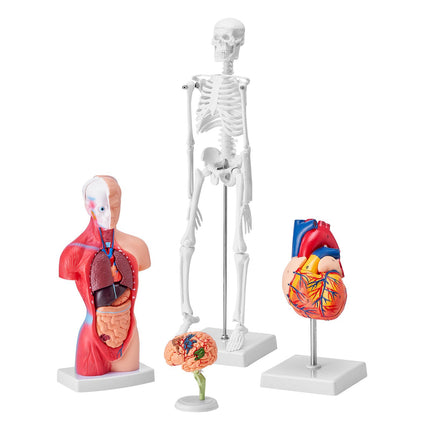 Human Anatomy Model Set, 4-Piece Torso Brain Heart Skeleton