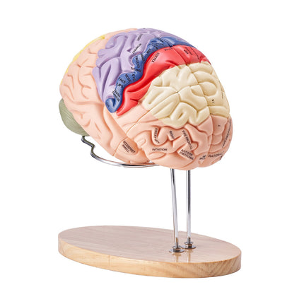 Human Brain Model, 2X Life-Size 4-Part, Labeled Base