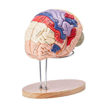 Human Brain Model, 2X Life-Size 4-Part, Labeled Base