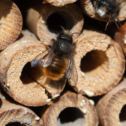 Insektenhotel für Bienen & Schmetterlinge