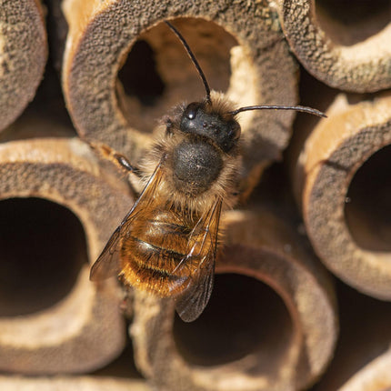 Insektenhotel mit separaten Nisthöhlen