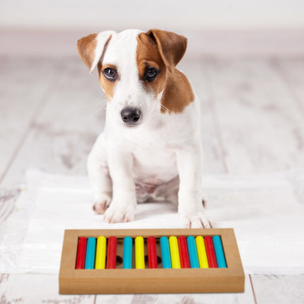 Intelligent toys for dogs
