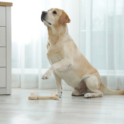 Intelligent toys for dogs