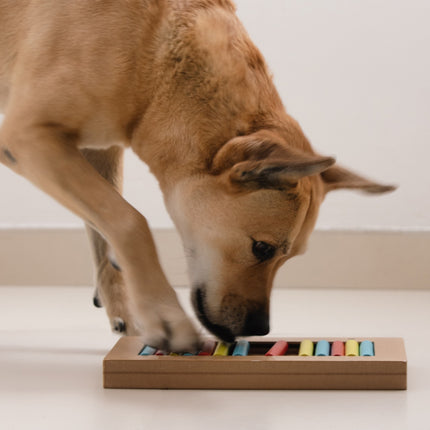 Intelligent toys for dogs