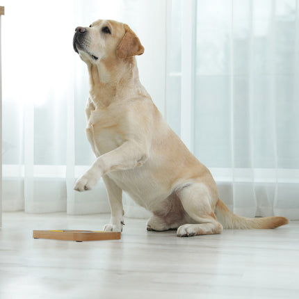 Intelligent toys for dogs