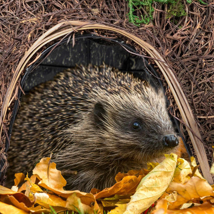 Large hedgehog house made of straw