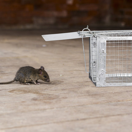 Piège vivant pour souris et rats
