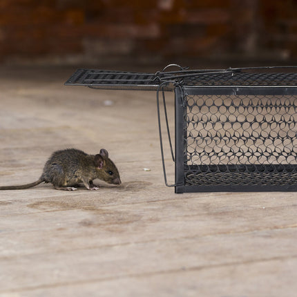 Lebendfalle für Mäuse und Ratten