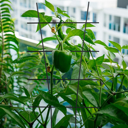 Metal Plant Trellis Set – Durable Climbing Supports