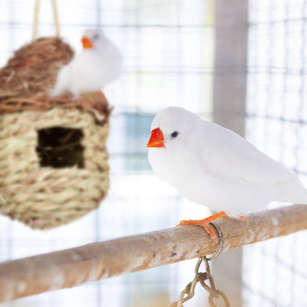 Pilzförmiges Vogelnest