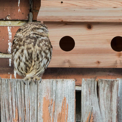 Nest for starlings