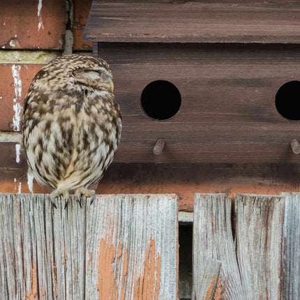 Nest for starlings