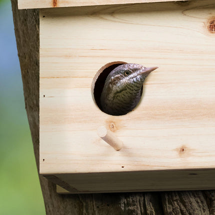 Nest for starlings