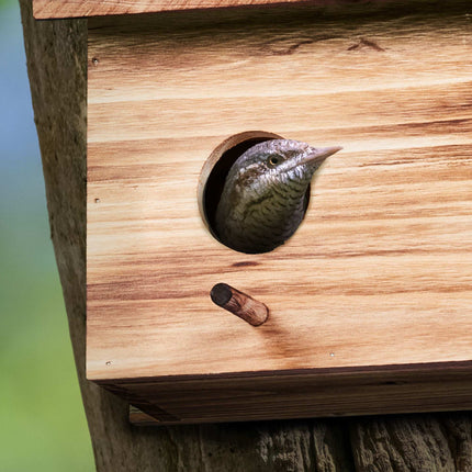 Nest for starlings