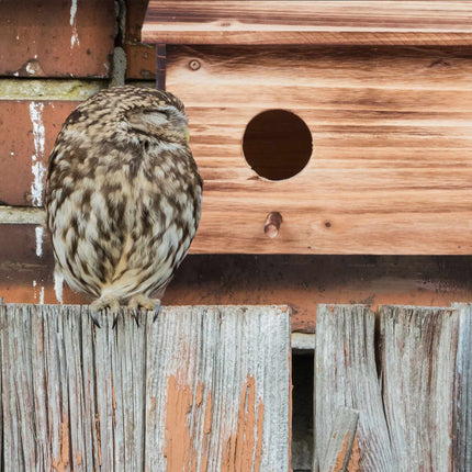 Nest for starlings
