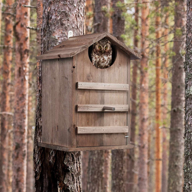 Owls Nest Box Wood