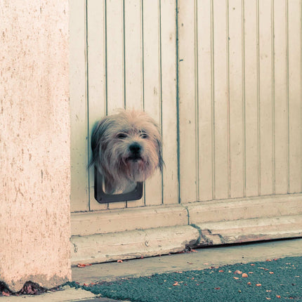 Trappe pour animaux de compagnie 4 voies