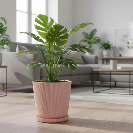 Planters with Saucers, Set of 2, Indoor/Outdoor