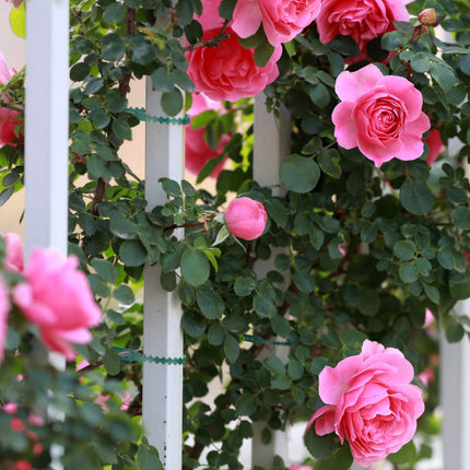 Plant ties 14 cm set of 200