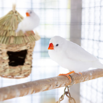 Pointed Hat Cage Bird Nest