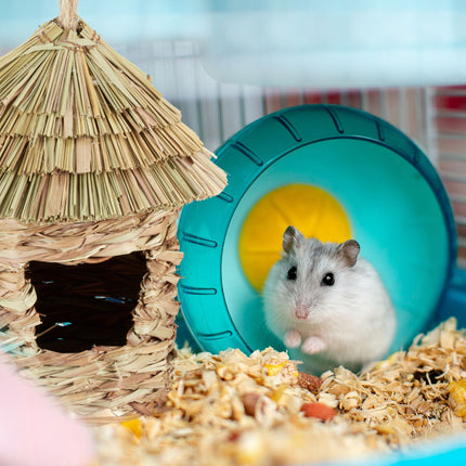 Pointed Hat Cage Bird Nest