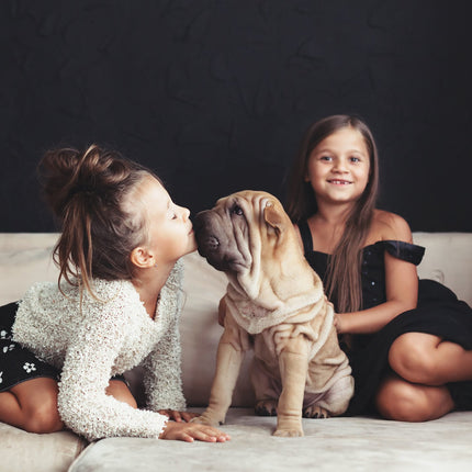 Niche pour chiots avec plancher