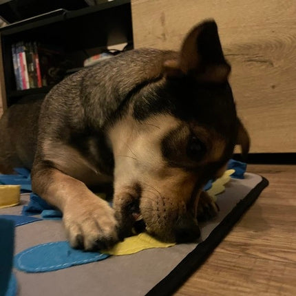 Purlov 23066 dog sniffing mat