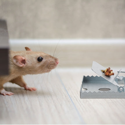 Lot de 4 pièges à rats