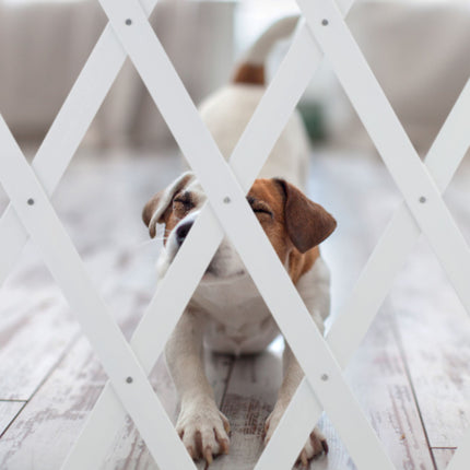 Rail rétractable pour chien en blanc