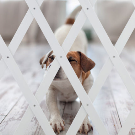 Rail rétractable pour chien en blanc
