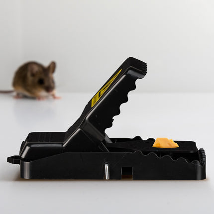 Reusable Mouse Traps, Set of 8, Non-Toxic, Easy Setup