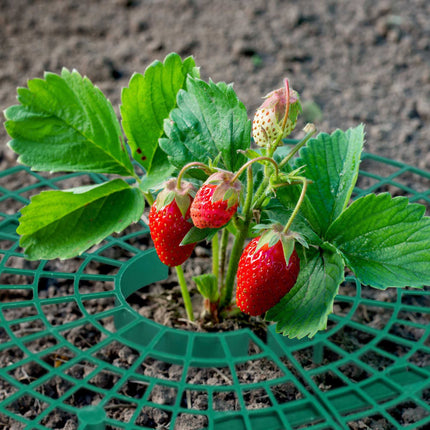 Slicer for strawberries, 10 pcs