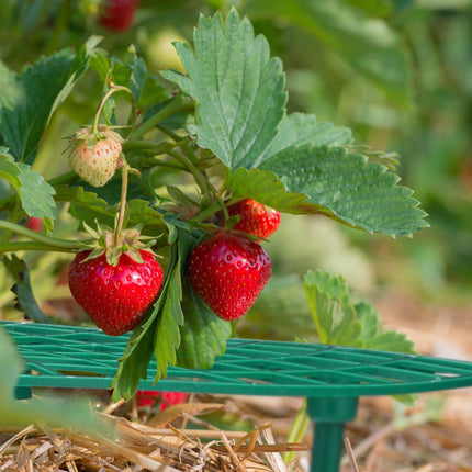 Slicer for strawberries, 10 pcs