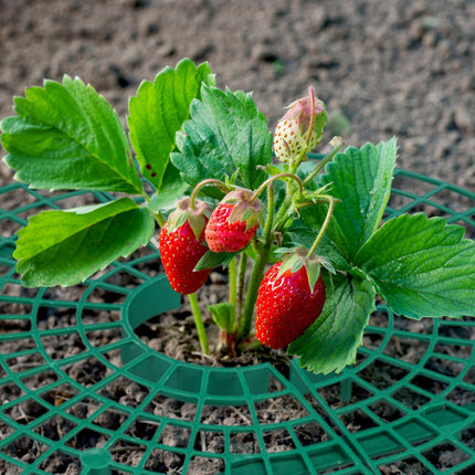Strawberry support 8-pack
