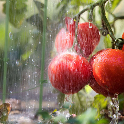 Tomaten Rankhilfe 2er Set