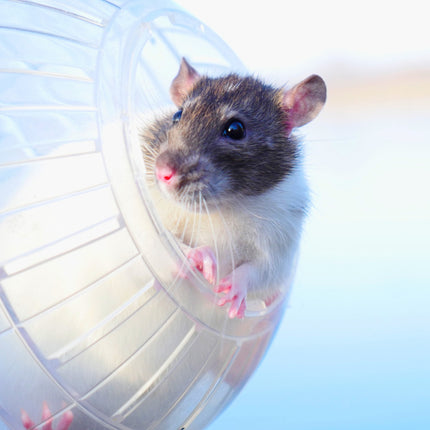 Boule de hamster transparente Ø 14 cm