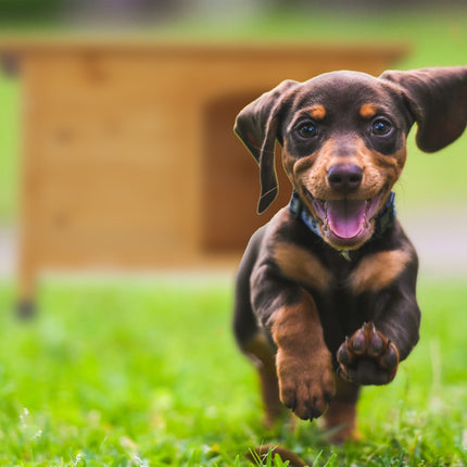Hundehütte aus Holz mit Scharnieren