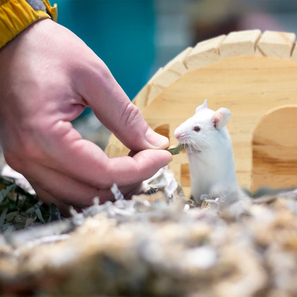 Wooden hamster house