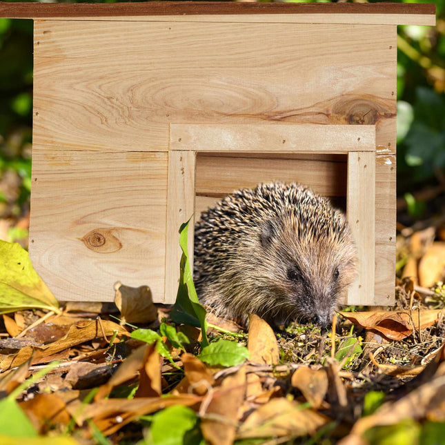 Wooden hedgehog house
