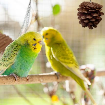 Vogelspielzeug in 8 Teilen