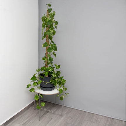 sada 5 kokosových tyčí 90 cm